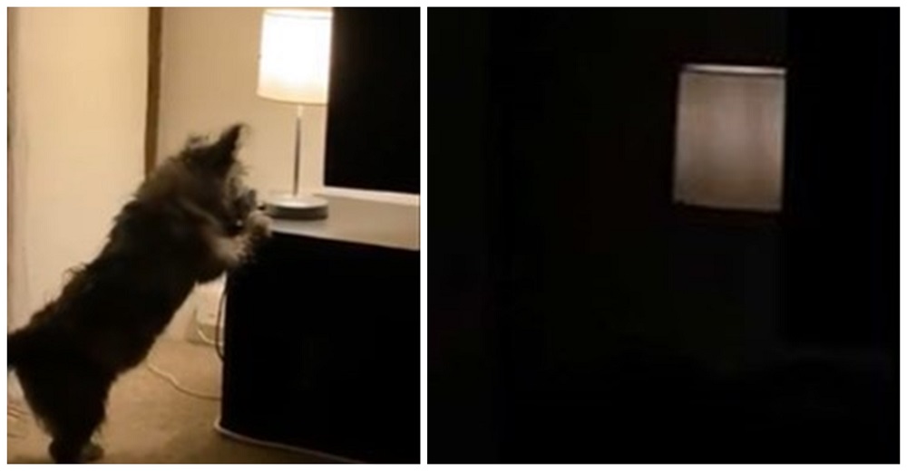 Graban a una perrita cuando se da cuenta que puede encender y apagar la luz y se hace viral