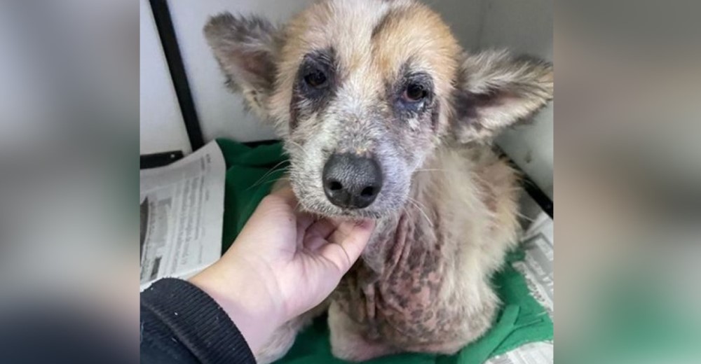 Con profunda tristeza en sus ojos esta perrita agradece haber recibido una oportunidad de vivir Con profunda tristeza en sus ojos esta perrita agradece haber recibido una oportunidad de vivir