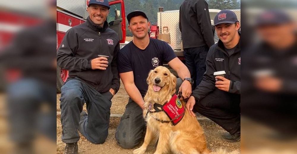 Una perrita ofrece consuelo a los exhaustos bomberos que luchan por salvar a decenas de personas Una perrita ofrece consuelo a los exhaustos bomberos que luchan por salvar a decenas de personas