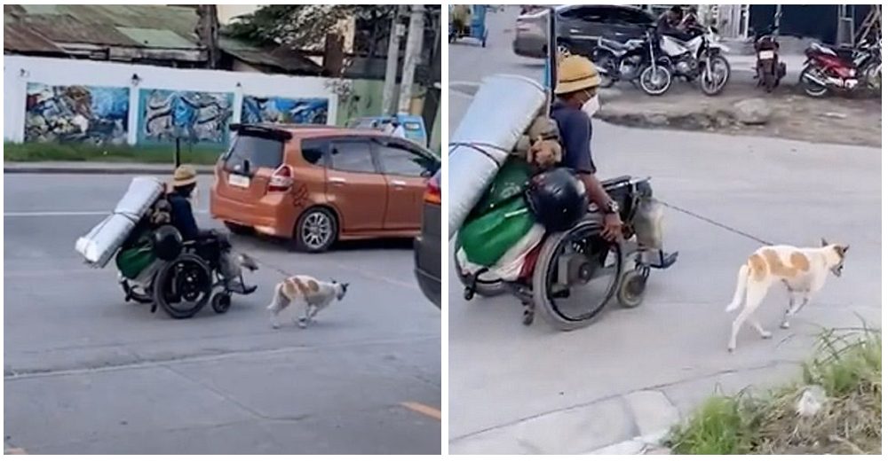 Buscan al dueño de los perritos obligados a tirar de su silla de ruedas con un pesado equipaje