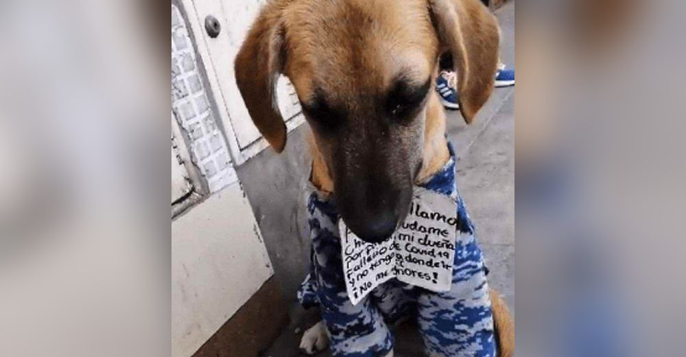 Graban al devastado perrito que suplica ayuda con un cartel en el pecho tras morir su dueña Graban al devastado perrito que suplica ayuda con un cartel en el pecho tras morir su dueña