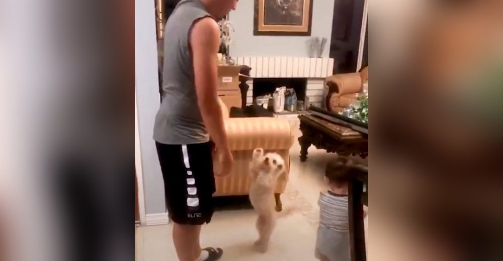 Un perrito celoso alza sus patas para reclamarle a su dueño que lo alce como a su bebé