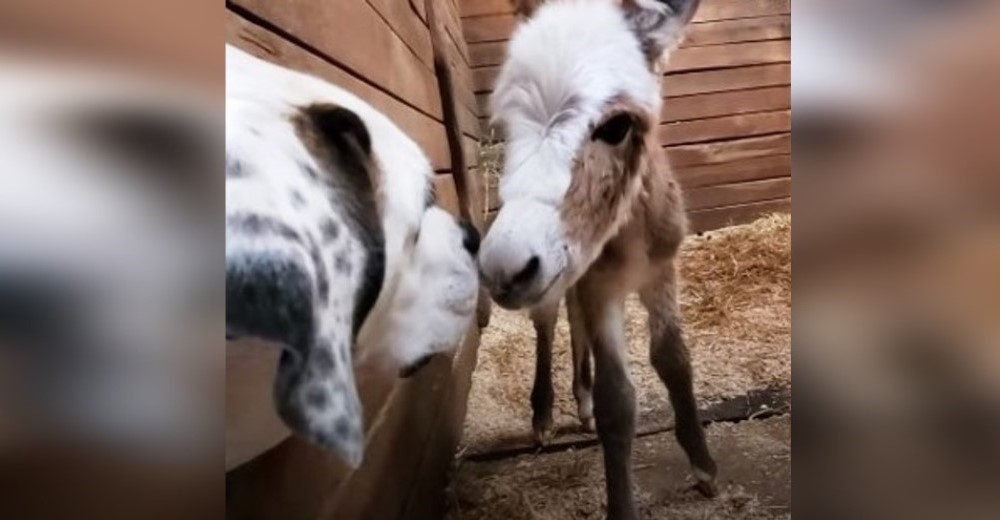 Perrito mira impactado desde una esquina el parto, hasta que nace la burrita que roba su corazón Perrito mira impactado desde una esquina el parto, hasta que nace la burrita que roba su corazón