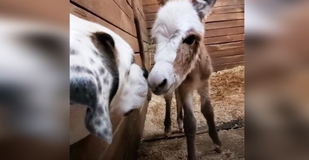 Perrito mira impactado desde una esquina el parto, hasta que nace la burrita que roba su corazón