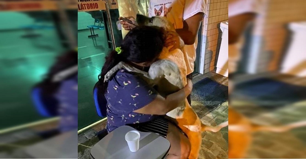 Perro callejero salta a sus brazos para consolarla mientras lloraba a su madre fallecida