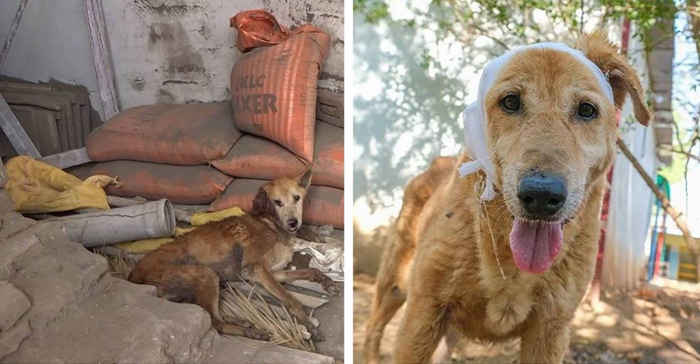 Perrito callejero agotado de tanto dolor sólo esperaba su final mientras sollozaba sin consuelo Perrito callejero agotado de tanto dolor sólo esperaba su final mientras sollozaba sin consuelo
