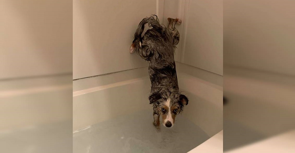 Graban a un perrito que lucha por protegerse en manos de sus dueños a la hora del baño