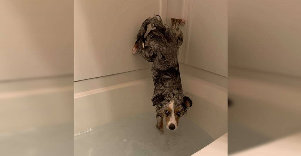 Graban a un perrito que lucha por protegerse en manos de sus dueños a la hora del baño Graban a un perrito que lucha por protegerse en manos de sus dueños a la hora del baño