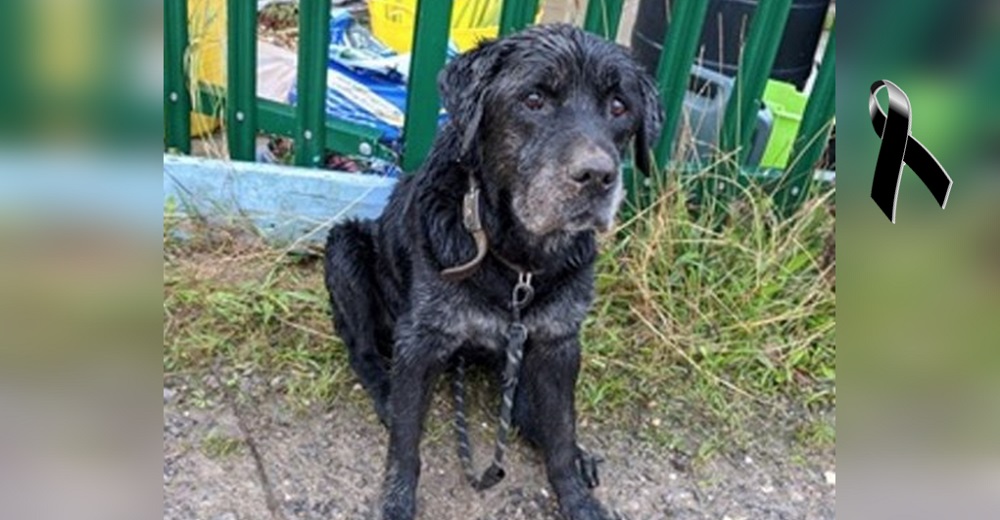 Rescata a un perro anciano e inválido dejado bajo la lluvia sin saber que se aproximaba su final