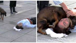 Perro callejero corre a interrumpir una actuación para ayudar al actor que fingía estar herido