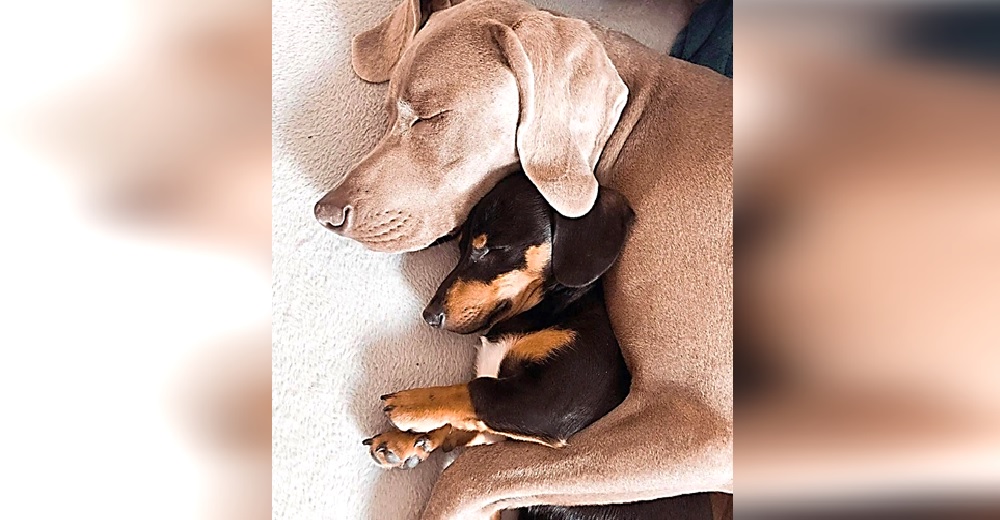 Un Weimaraner no podía superar su trauma del pasado hasta que un perro salchicha cambió su vida Un Weimaraner no podía superar su trauma del pasado hasta que un perro salchicha cambió su vida