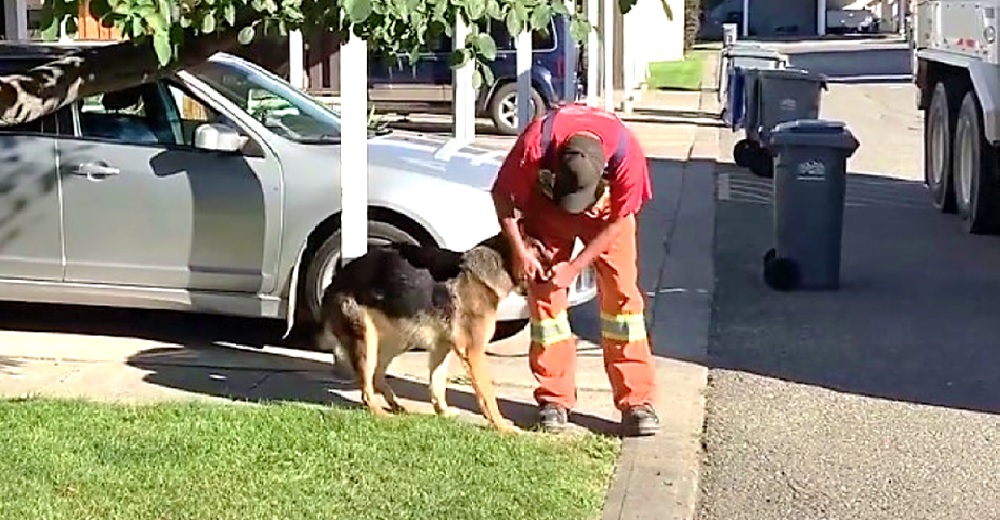Graba al hombre de la basura que se detuvo a darle golosinas a su perro y llama al supervisor