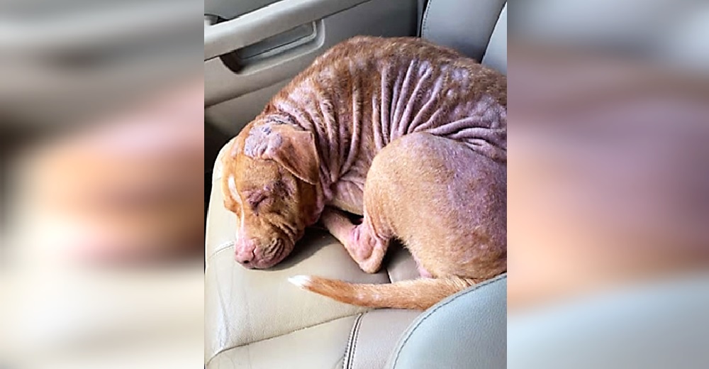 Un pitbull sin hogar se queda dormido en el auto apenas lo rescatan
