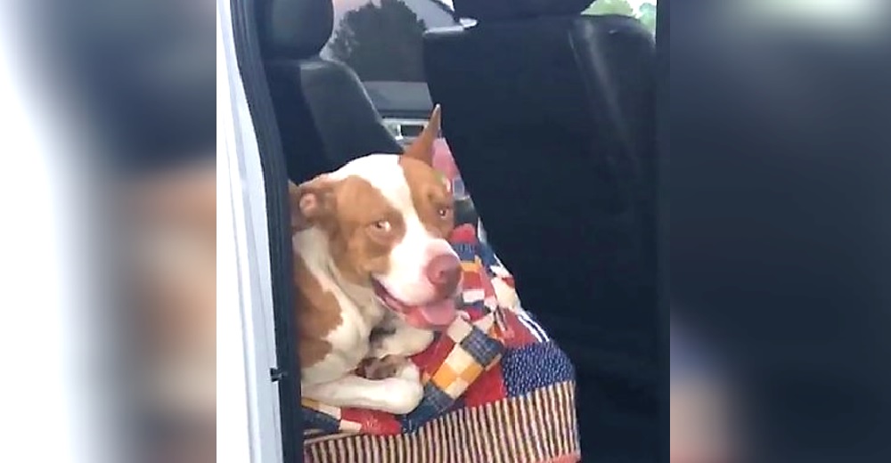 Cuando llegan a su auto encuentran a un afligido perrito sobre el asiento suplicando ayuda Cuando llegan a su auto encuentran a un afligido perrito sobre el asiento suplicando ayuda