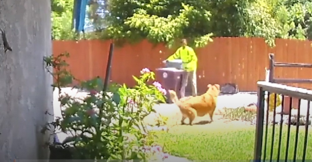 Cámaras de seguridad graban a un desesperado perro suplicando ayuda al hombre de la basura