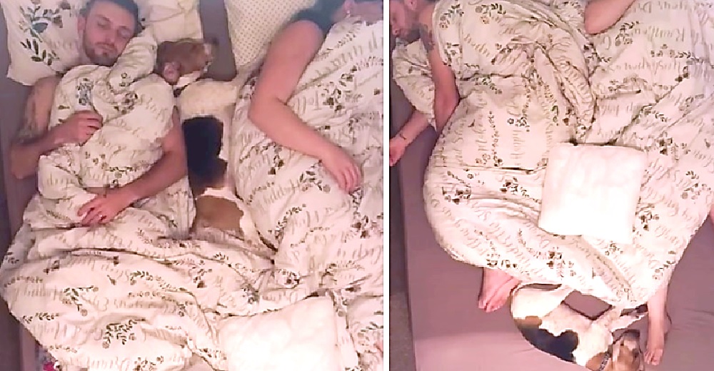 Instala una cámara en su habitación y descubre la inagotable energía de su perro mientras duerme Instala una cámara en su habitación y descubre la inagotable energía de su perro mientras duerme