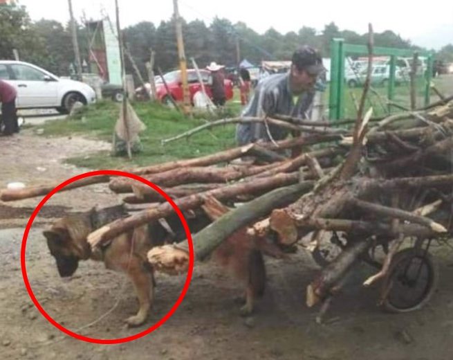 Buscan al dueño de un perro que lucha con todas sus fuerzas para llevar una pesada carga Buscan al dueño de un perro que lucha con todas sus fuerzas para llevar una pesada carga