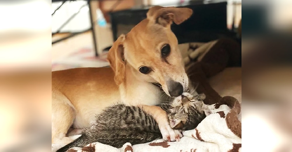 La perrita que regresaron varias veces al refugio adopta a 2 gatos recién nacidos abandonados