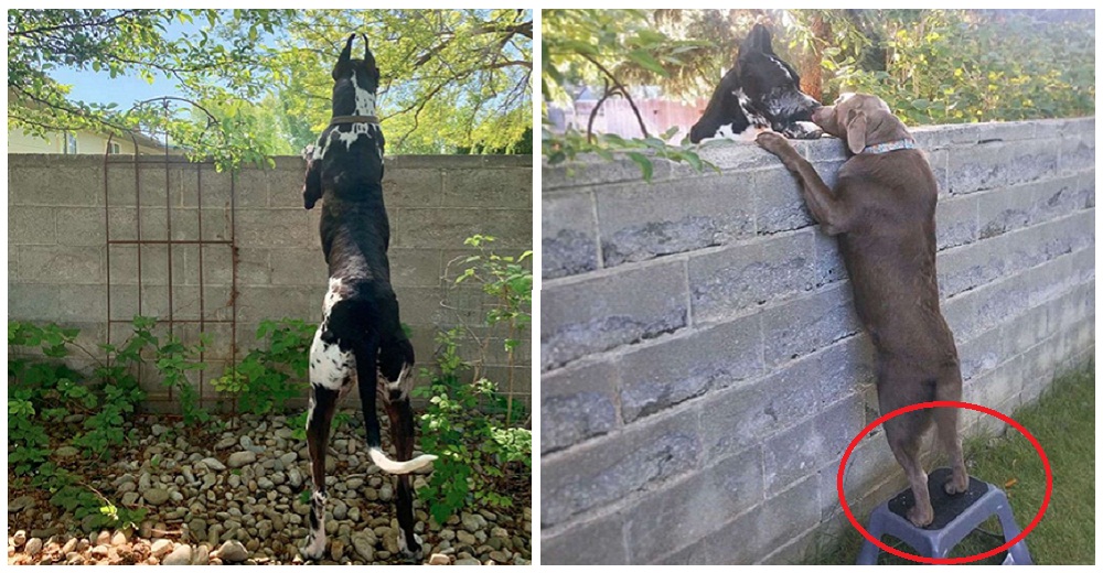 Grandes amigos no podían conversar por el muro que los separaba pero su dueña tuvo la mejor idea