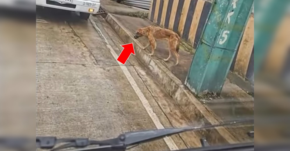 Ve a lo lejos un pobre perro deambulando por la calle, hasta que mira de cerca su hocico Ve a lo lejos un pobre perro deambulando por la calle, hasta que mira de cerca su hocico