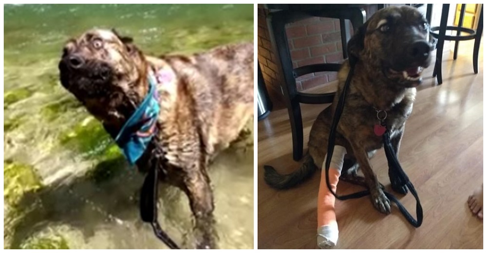 Perrito que paseaba con su familia es hallado herido en una isla remota dos semanas después Perrito que paseaba con su familia es hallado herido en una isla remota dos semanas después