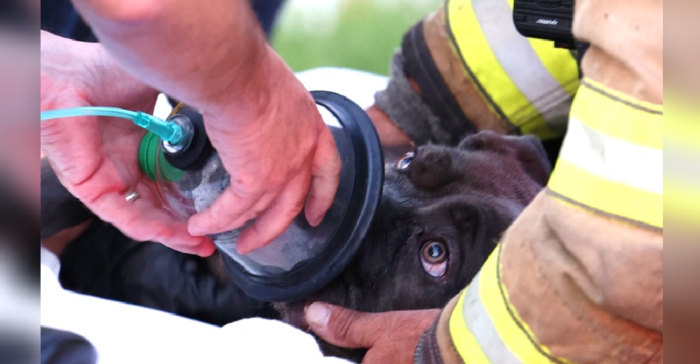 La respuesta de Bella después de que los bomberos hicieran el último intento por resucitarla La respuesta de Bella después de que los bomberos hicieran el último intento por resucitarla