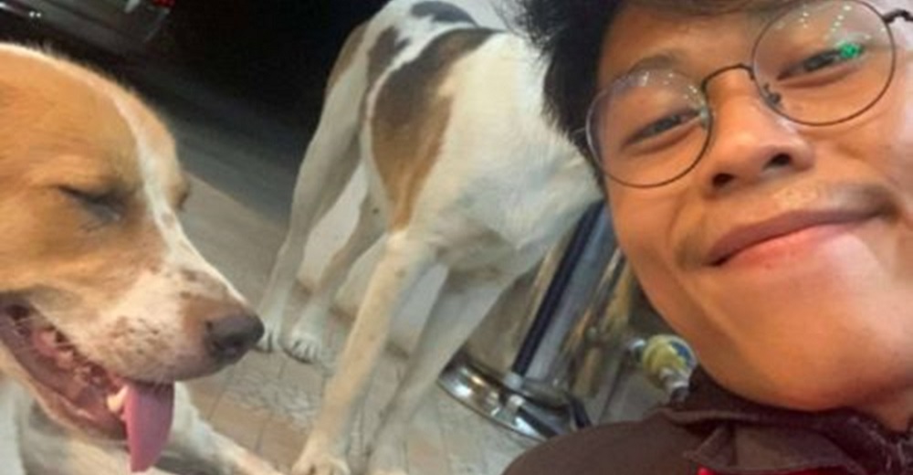 Perrita callejera no puede olvidar al hombre que fue amable con ella y no para de buscarlo Perrita callejera no puede olvidar al hombre que fue amable con ella y no para de buscarlo