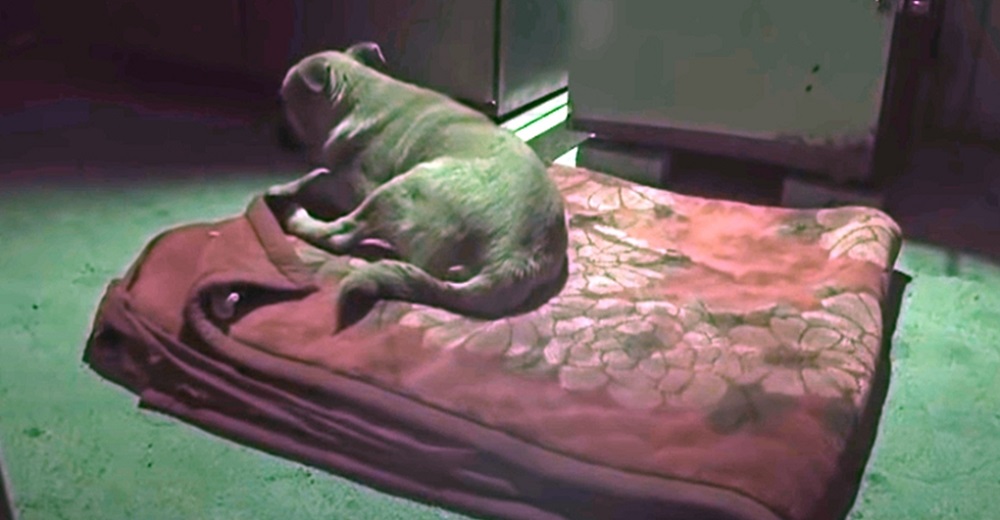 El perrito que no dejaba de temblar y llevaba semanas sin dormir desconcierta al veterinario El perrito que no dejaba de temblar y llevaba semanas sin dormir desconcierta al veterinario