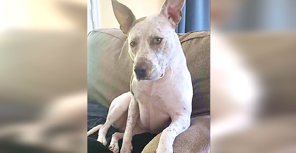 Astuta perrita tiene un plan para tomar el lugar de su hermanita en el sofá –«Siempre funciona» Astuta perrita tiene un plan para tomar el lugar de su hermanita en el sofá –«Siempre funciona»