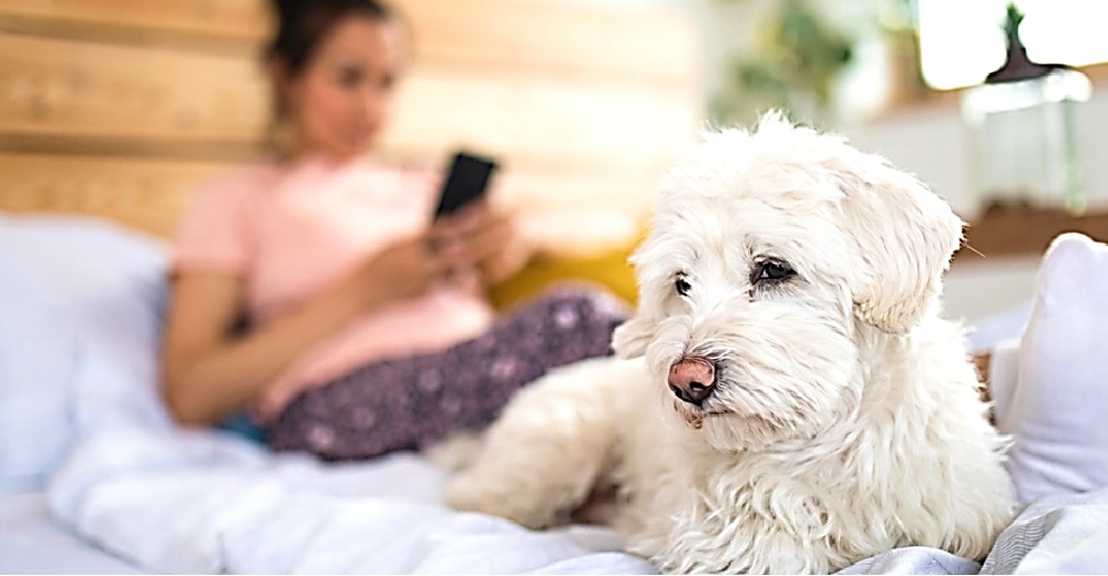 El 40% de dueños encuestados entregarían sus mascotas para conservar su teléfono móvil