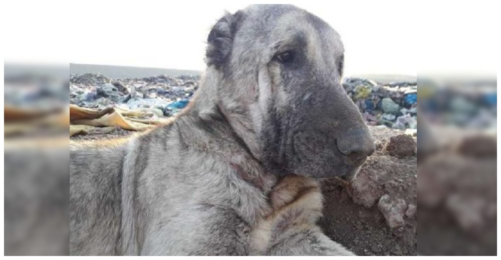 Usaba la basura de un vertedero para cubrirse del frío, pero una foto viral le salvó la vida