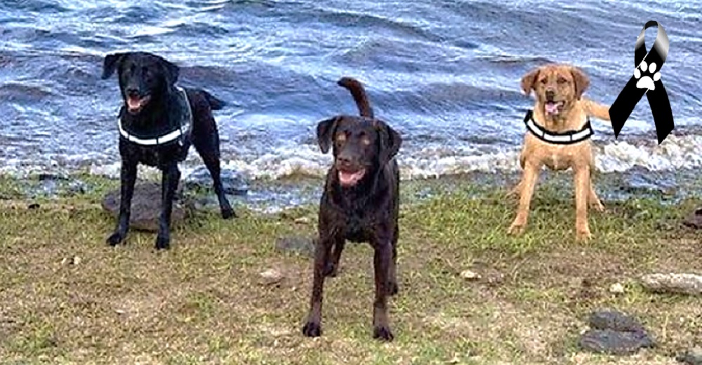 Llora la muerte de 2 de sus perros después de un simple paseo a la playa