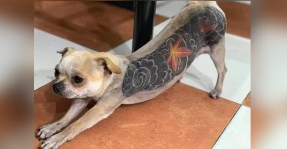 Aumenta la tendencia de tatuar el cuerpo de los perros para satisfacer el capricho de sus dueños