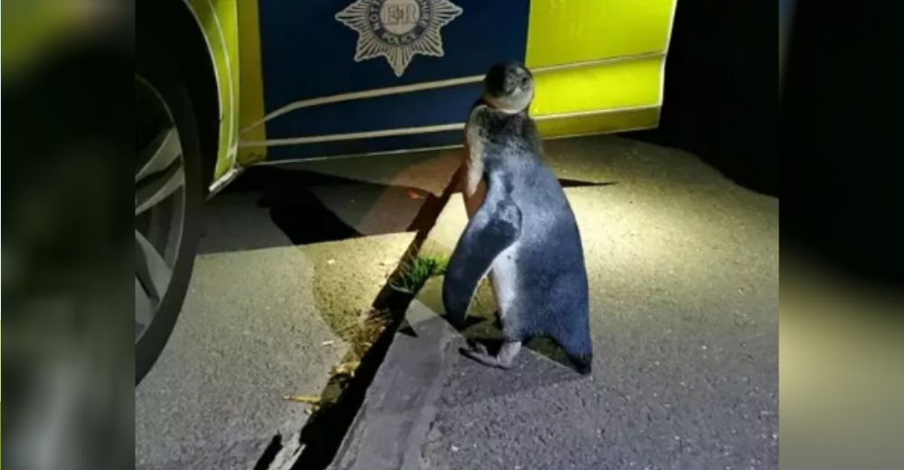 Policía toma en brazos a un pingüino que encontró en la noche en media calle y se hace viral