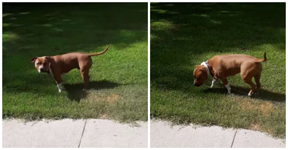 Descubre cómo sobornar a su perrito consentido que se resiste a entrar a casa y se hace viral