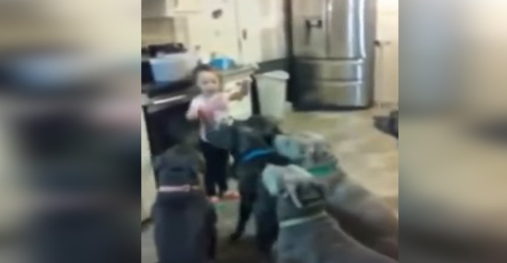 6 pitbulls hambrientos rodean a una niña de 4 años en la cocina 6 pitbulls hambrientos rodean a una niña de 4 años en la cocina