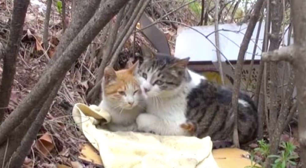 Gato sin hogar se ocupa de alimentar y velar por su amigo gato, un callejero discapacitado