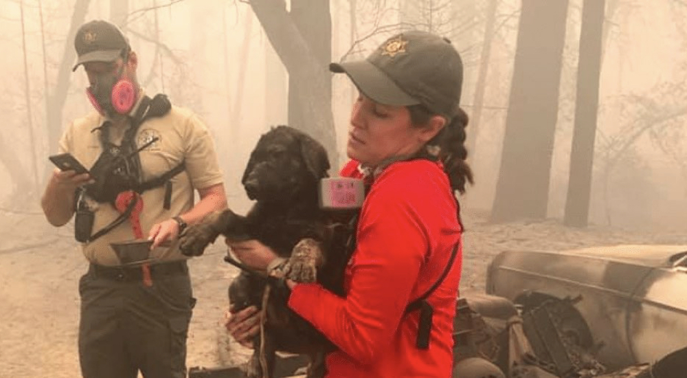 Se detienen para tratar de salvar a un cachorrito cubierto de cenizas que se quedó solo en un incendio Se detienen para tratar de salvar a un cachorrito cubierto de cenizas que se quedó solo en un incendio