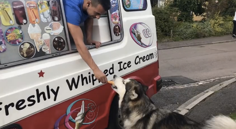Un perro espera ansiosamente que el camión de helados llegue para darle su postre favorito Un perro espera ansiosamente que el camión de helados llegue para darle su postre favorito