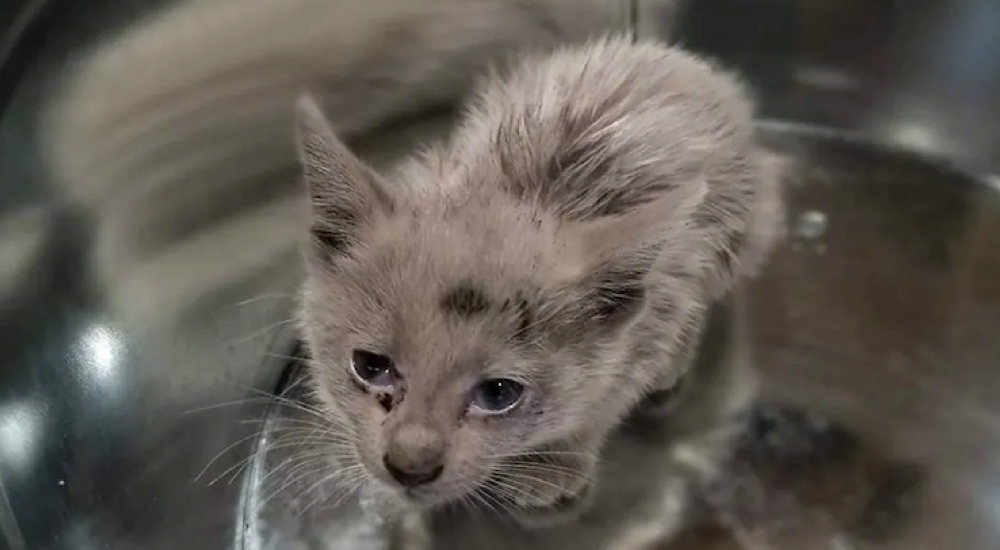 Finalmente pueden ver el pelaje del débil gatito que rescataron cubierto de aceite Finalmente pueden ver el pelaje del débil gatito que rescataron cubierto de aceite