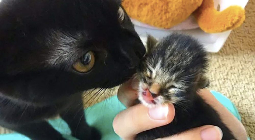 Un afligido y débil gatito con labio leporino recupera las ganas de vivir desde que conoce a su amigo Un afligido y débil gatito con labio leporino recupera las ganas de vivir desde que conoce a su amigo