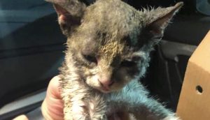 Gatito sobrevive de milagro a un incendio y suplica que alguien lo abrace