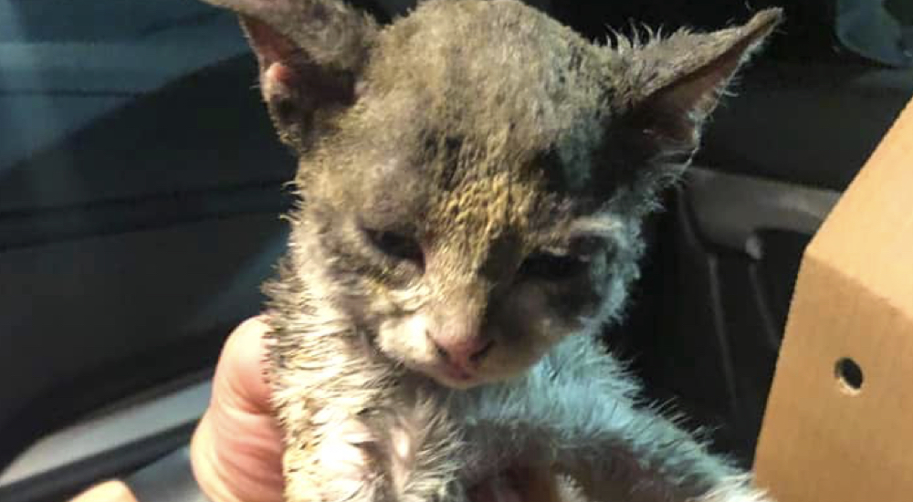 Gatito sobrevive de milagro a un incendio y suplica que alguien lo abrace