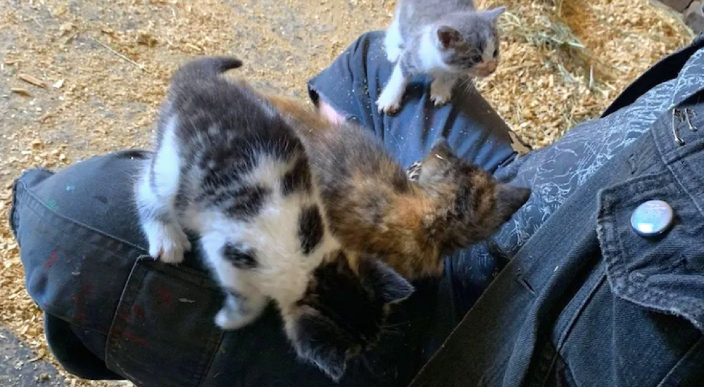 Una gatita corre hacia una mujer en una granja y confía tanto que llama a sus hermanos también Una gatita corre hacia una mujer en una granja y confía tanto que llama a sus hermanos también
