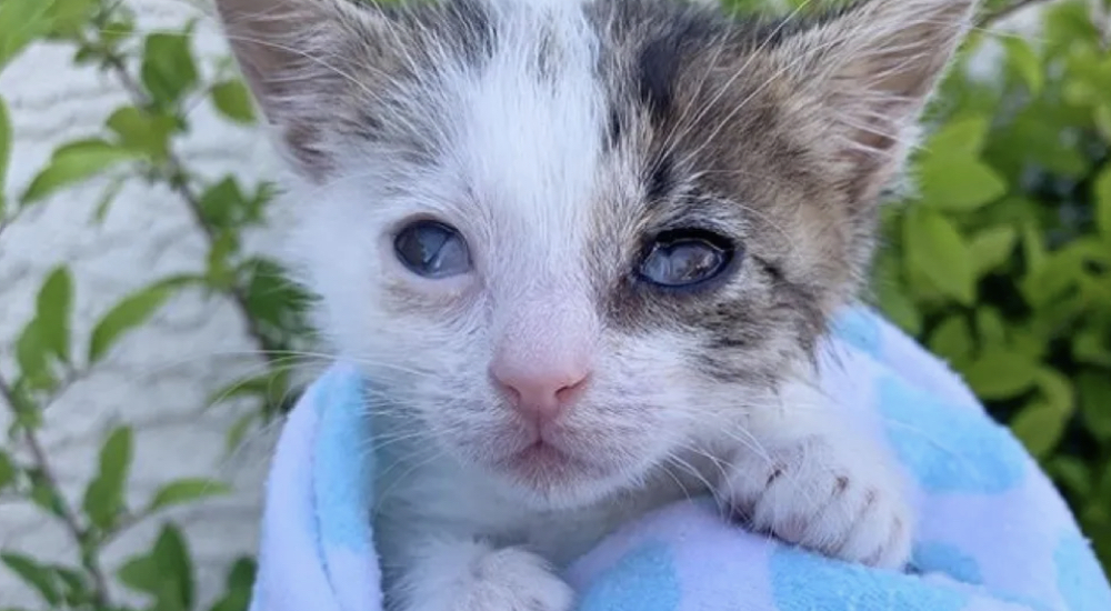 Ciega y pesando apenas 136 gramos llega a un hogar donde conoce el amor por primera vez Ciega y pesando apenas 136 gramos llega a un hogar donde conoce el amor por primera vez