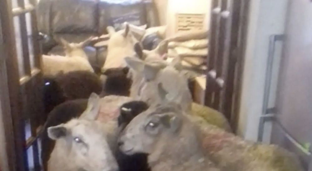 Entusiasta perrito pastor se toma demasiado en serio el traer de vuelta las ovejas a casa Entusiasta perrito pastor se toma demasiado en serio el traer de vuelta las ovejas a casa