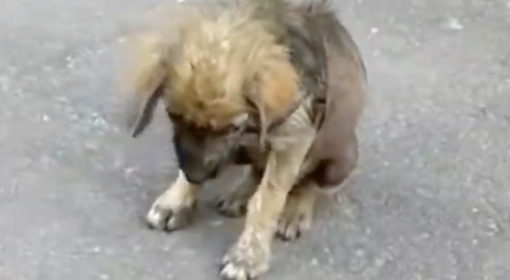 Cachorrito forzado a salir de su casa por estar enfermo, agacha la cabeza avergonzado