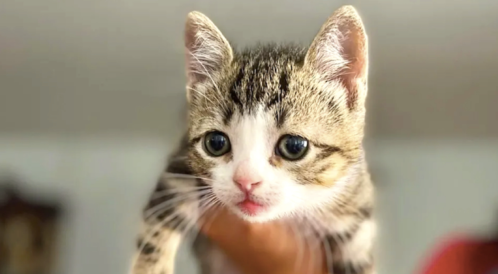 Gatita callejera con enanismo insiste en hacer todo como los otros gatos Gatita callejera con enanismo insiste en hacer todo como los otros gatos