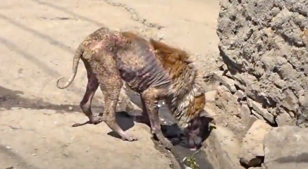 Perrito que deambulaba con los huesos a la vista y una sarna voraz, escondía un ser de luz Perrito que deambulaba con los huesos a la vista y una sarna voraz, escondía un ser de luz