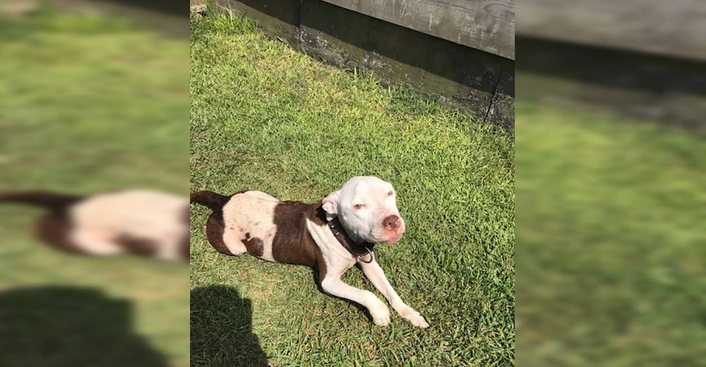 Pitbull abandonado se cuela en el jardín de una familia creyendo que con suerte lo adoptarían